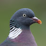 M. Poubelle