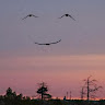 Created by