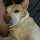 Kullanıcı: Jolly Osahenhen