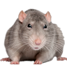 nuviatta252's Avatar