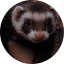 Chris