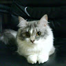 CHENNI CHIU