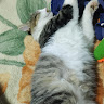 View user_i4c6jb060tjq3kkl's Profile