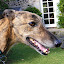 H.R.H Billy The Hound (Owner)