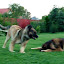 Leonberger Team Hungarian (Owner)