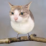 Miska Hämäläinen