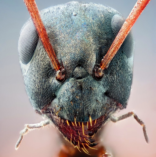 Antar Kuri