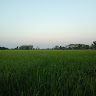 ရွှေဧရာ