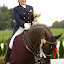 LITHUANIAN DRESSAGE HORSES