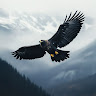 sahil