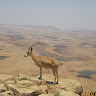 רותהילה ורד's photo