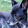 Jennie author photo 