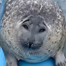 Sealy Silly
