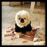 שנהב רביב's photo