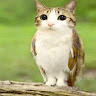 wynncitrus