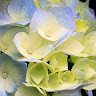 taipinosos432697's Avatar