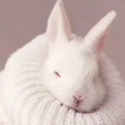 Bruger: Maiar Mohamed