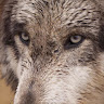 wolfie wolf