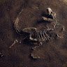 theoldfossil member profile picture