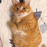 hai bui