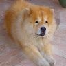 Moshe Marlov's photo