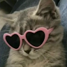 KittyKatie member profile picture