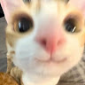 鸚鵡 2