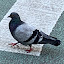 pigeon