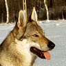 stockwurst's Avatar