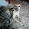 Domedoria member profile picture