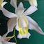 Orchidata OSRBG (Owner)