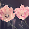 Radhwa