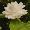Nageshwari Hatti
