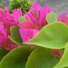 Marbelis Tovar