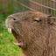 PolishCapybara23