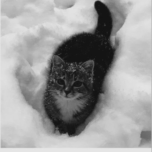 Чопа