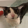 Civitai profile picture for @kitties
