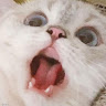 userThumbnail