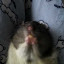 ratten fotos (Owner)