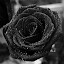 the_black Rose (Owner)