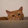 Silvi