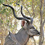 Kudu Travel