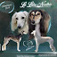 La Lahu Nadhir Saluki's (La Lahu Nadhir Saluki ́s)