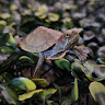 parraluisfernan
