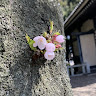 アオネ