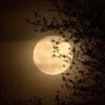 Moon Cold (Moonie)