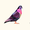 Rizwan Syed's profile photo
