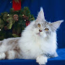 Writer: LMCooNCat Maine coons Cattery Liu