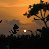 Elephant_4763753