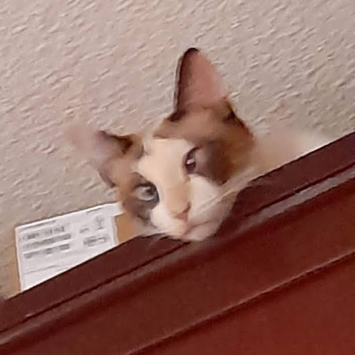 Isabel